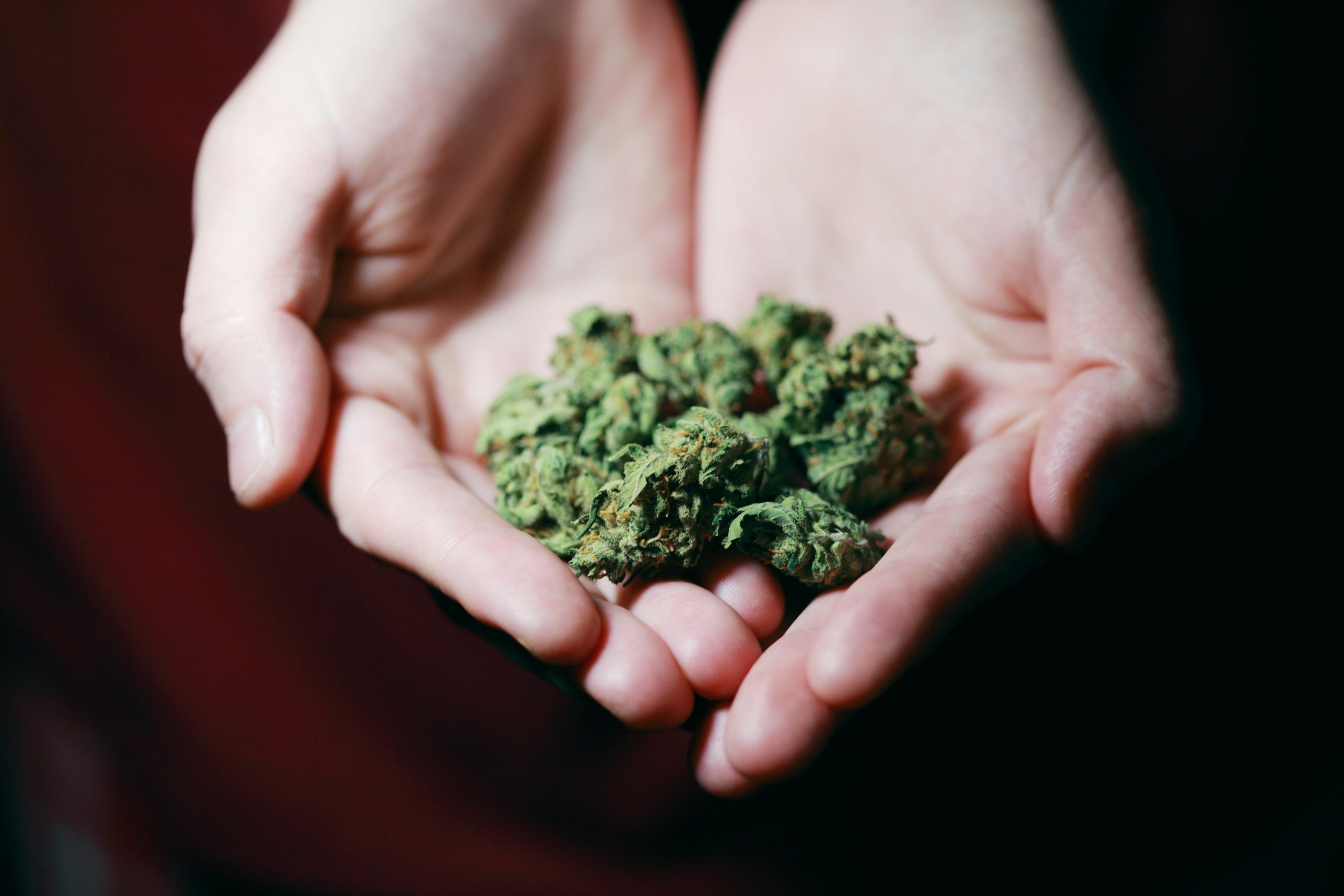 THCA vs. THC: The Key Differences You Need to Know